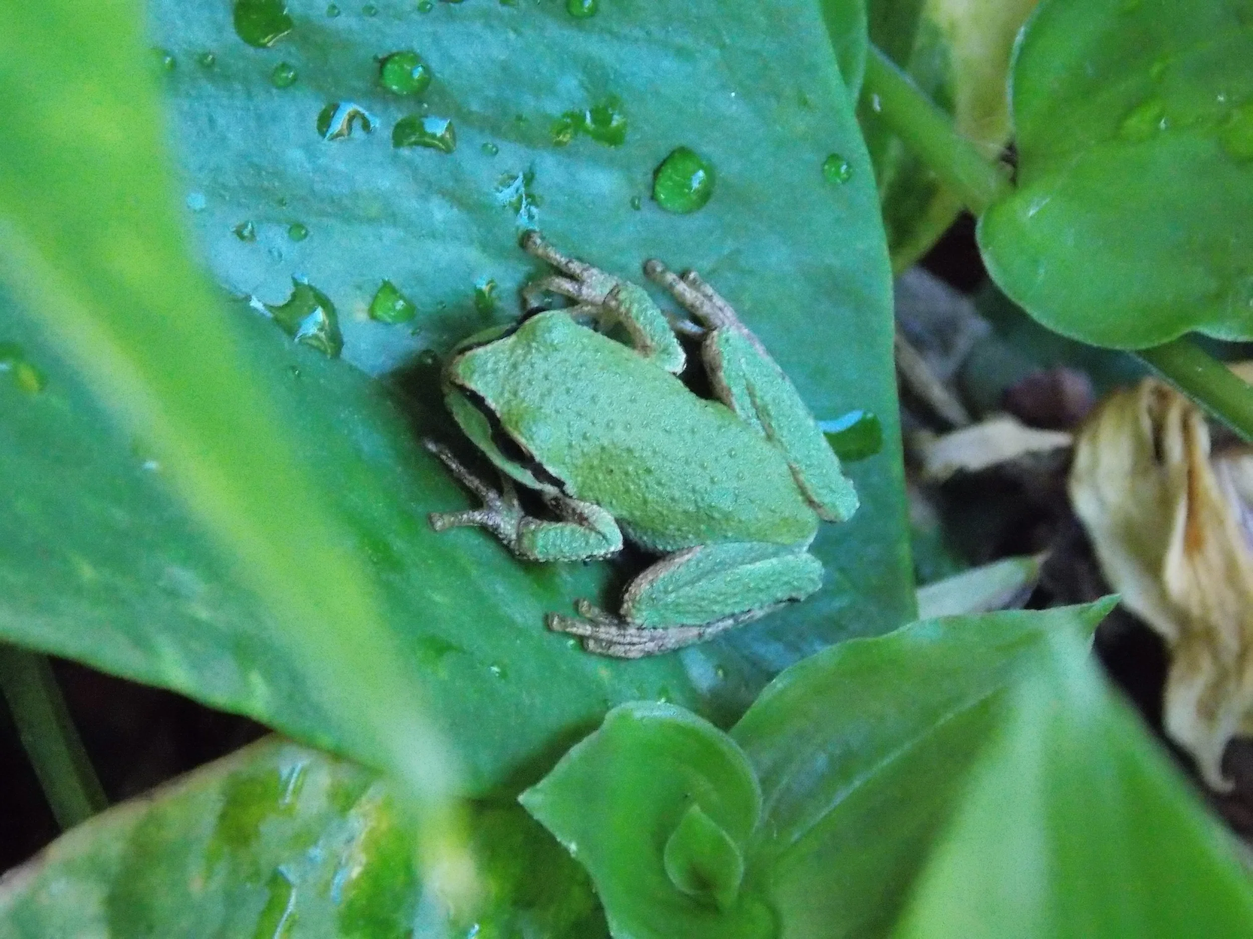 Green Tree Frog
