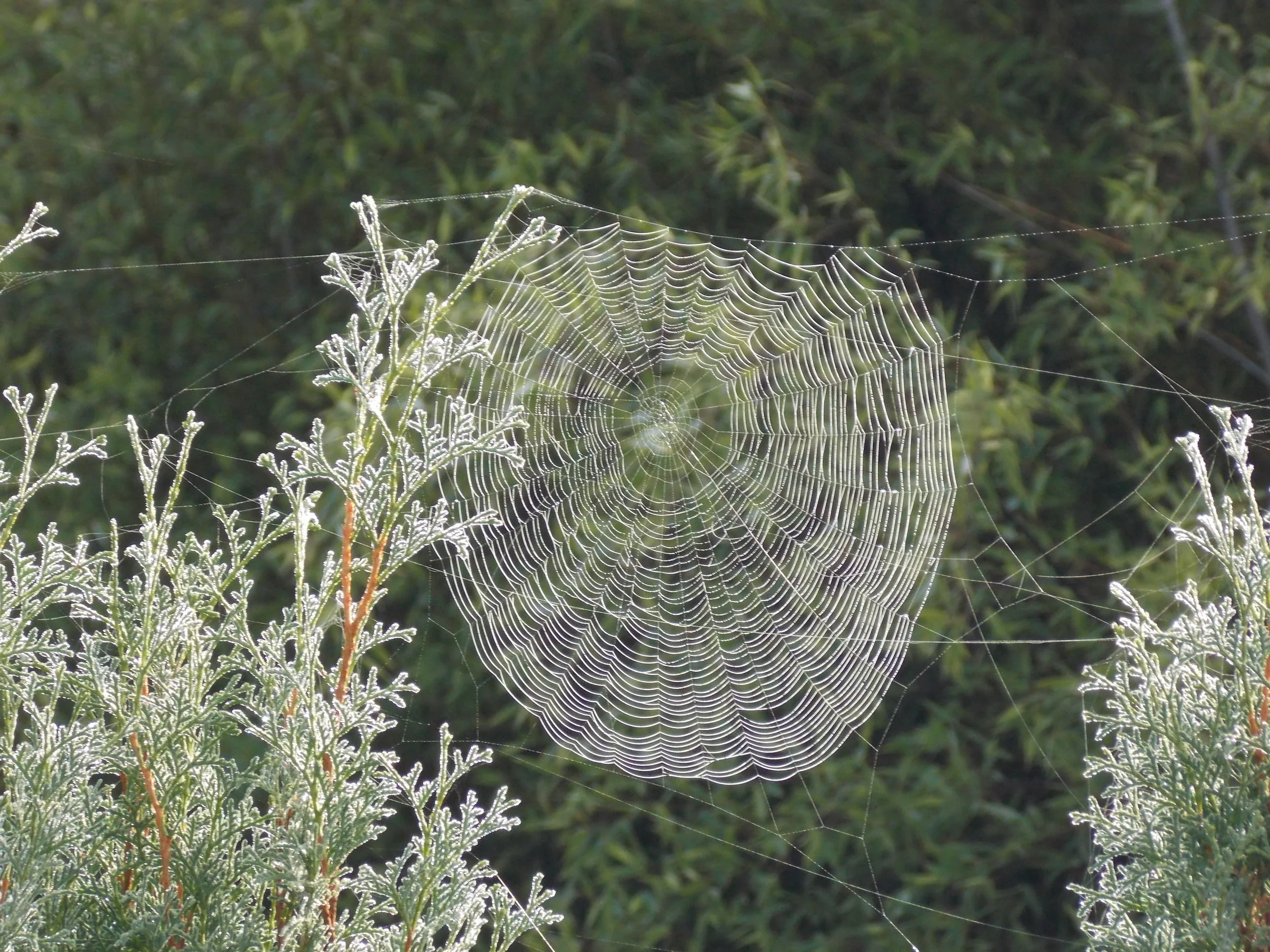 A  Dewy Web