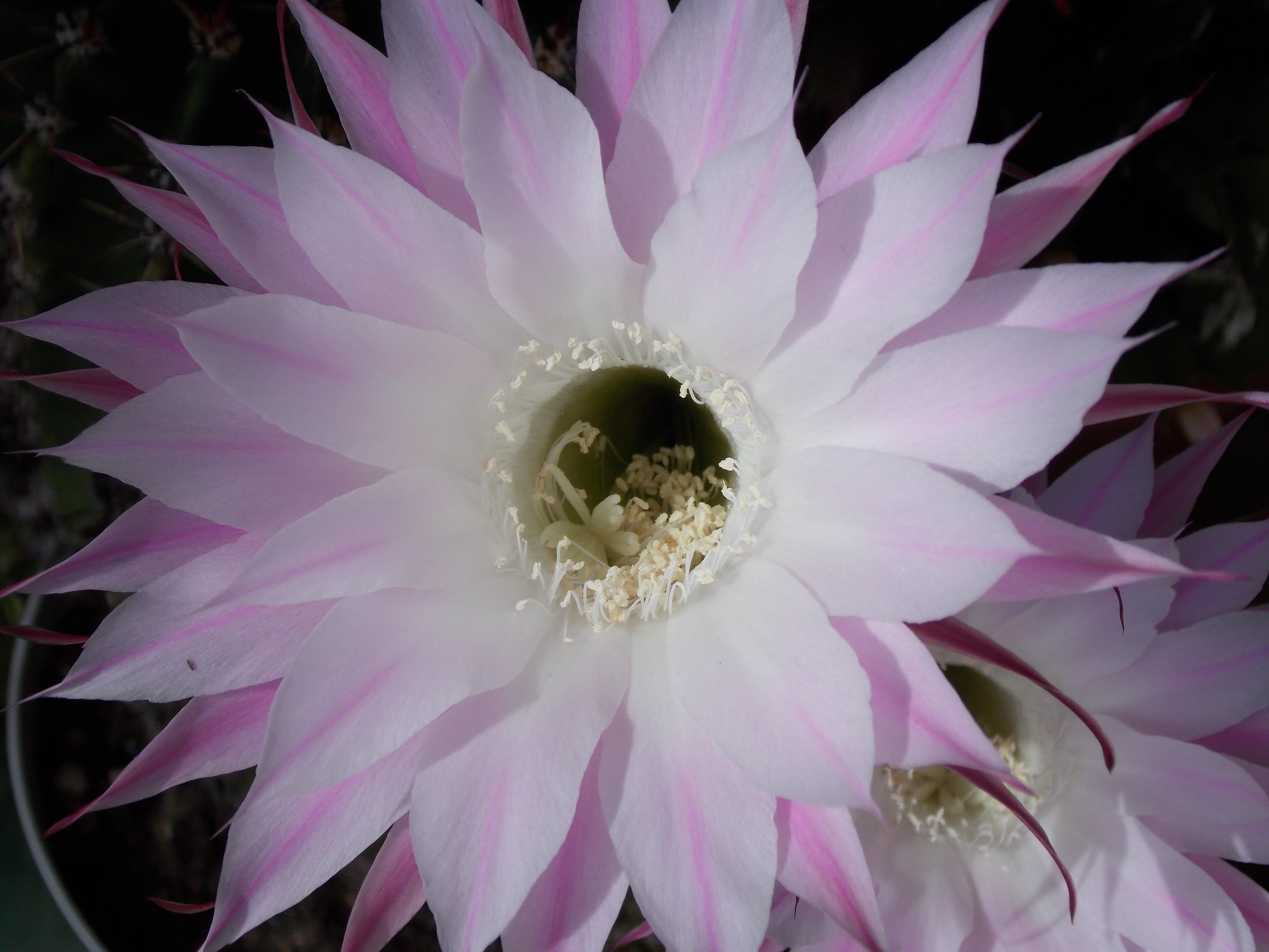 Cactus Flower