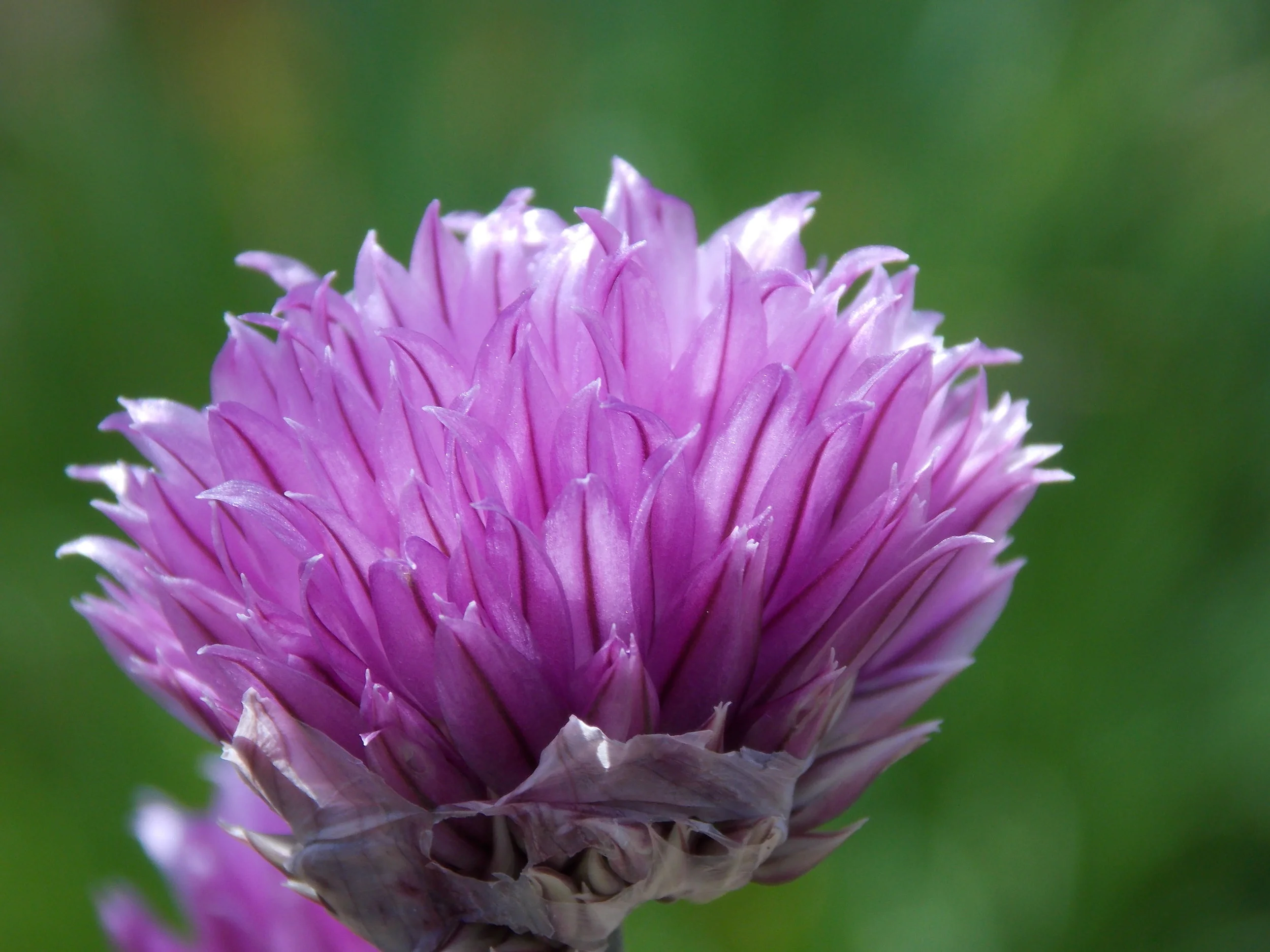 Chive Blossom
