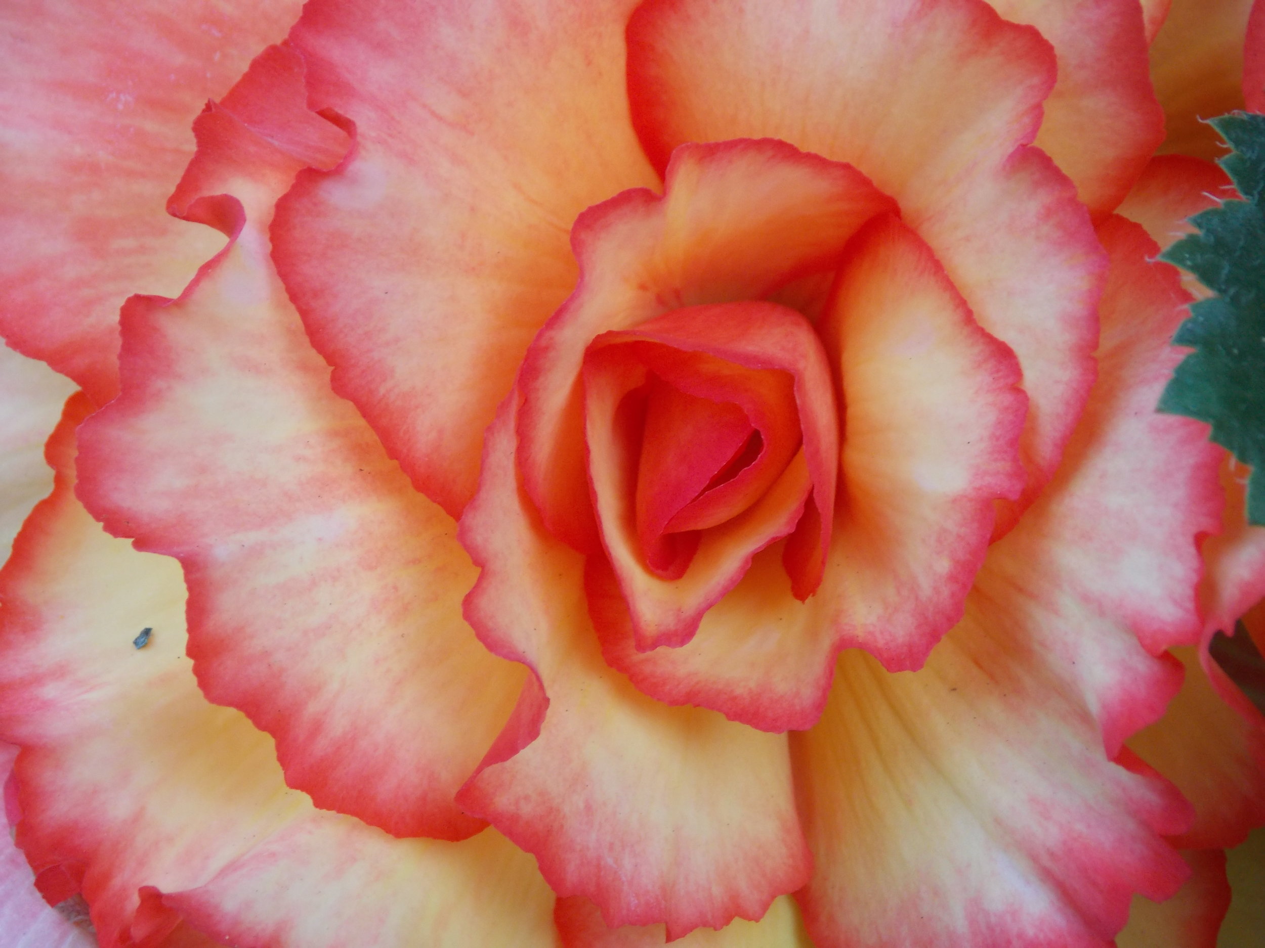 Begonia