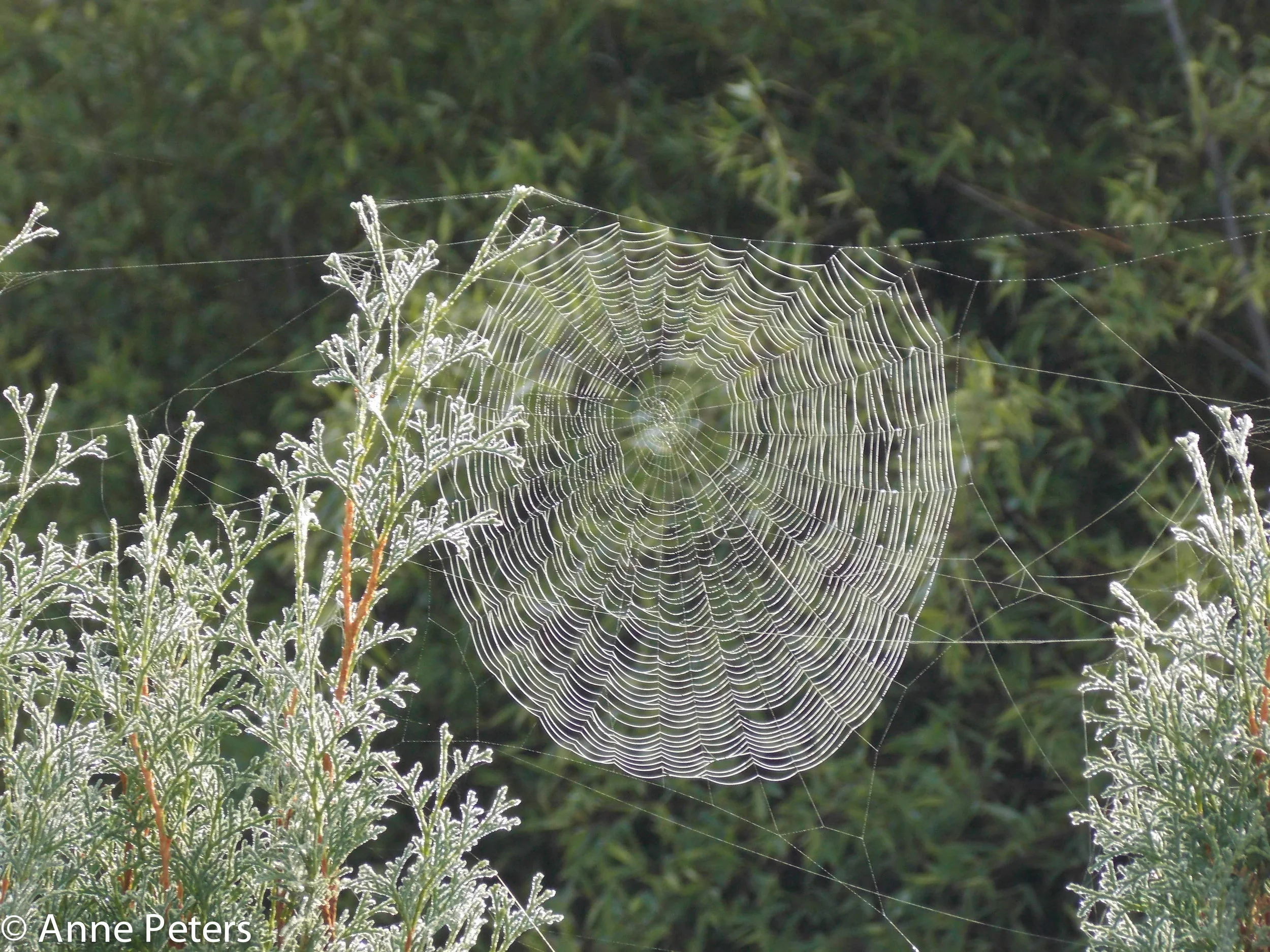 A  Dewy Web