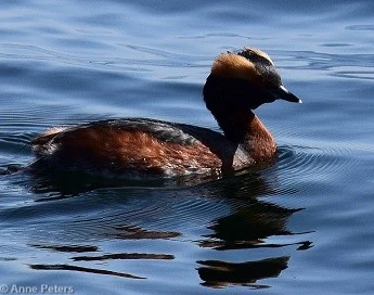 Horned Grebe