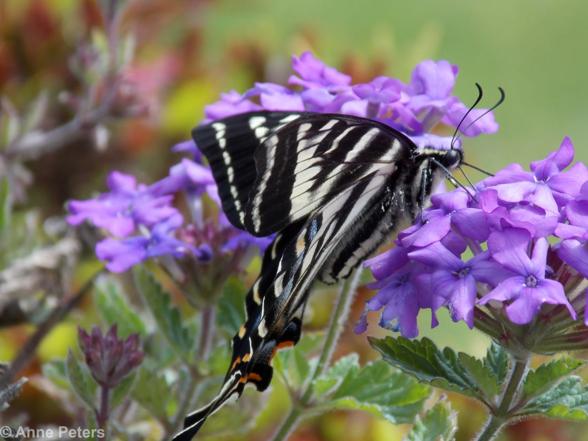 Swallowtail Butterfly