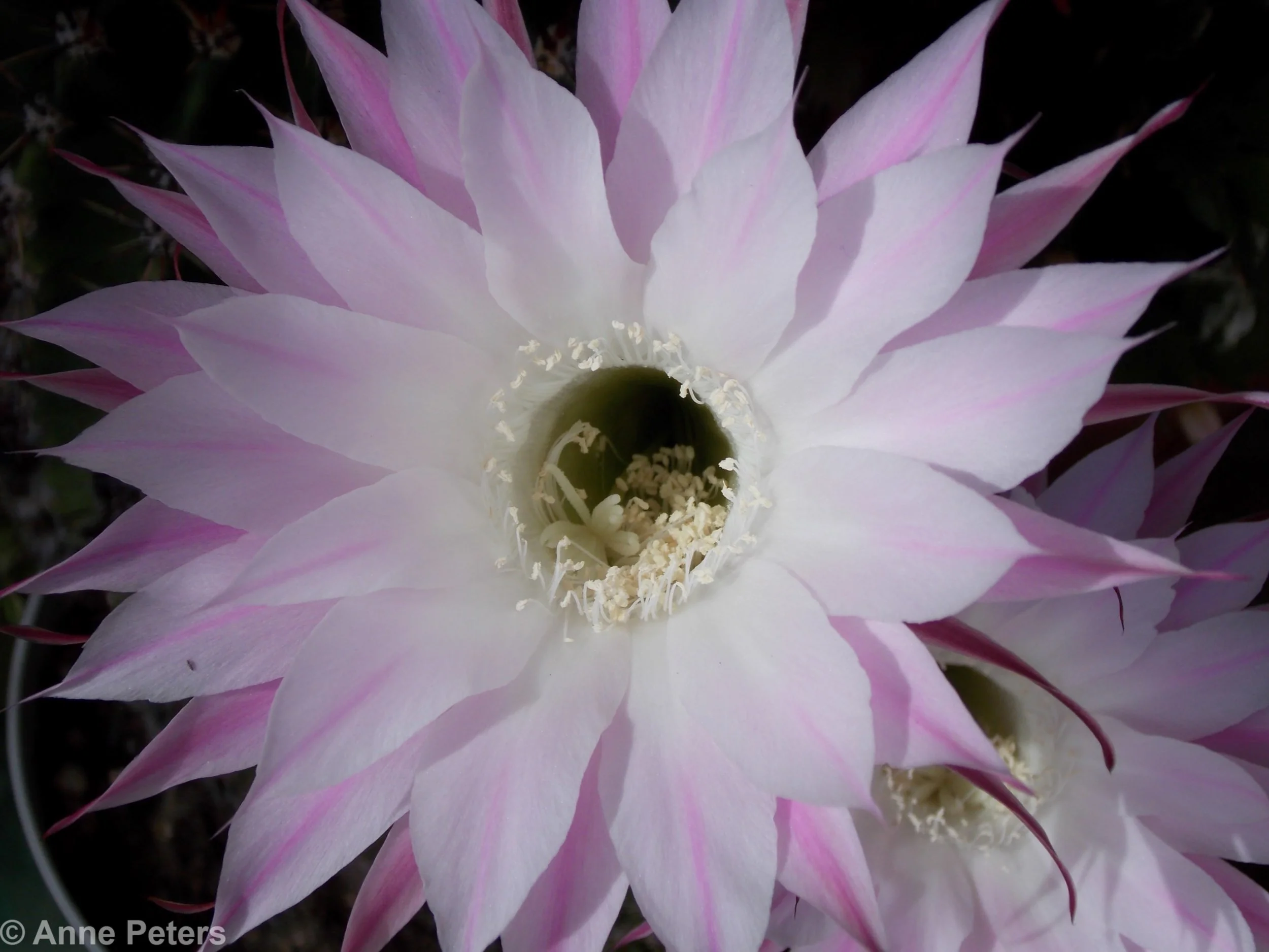 Cactus Flower