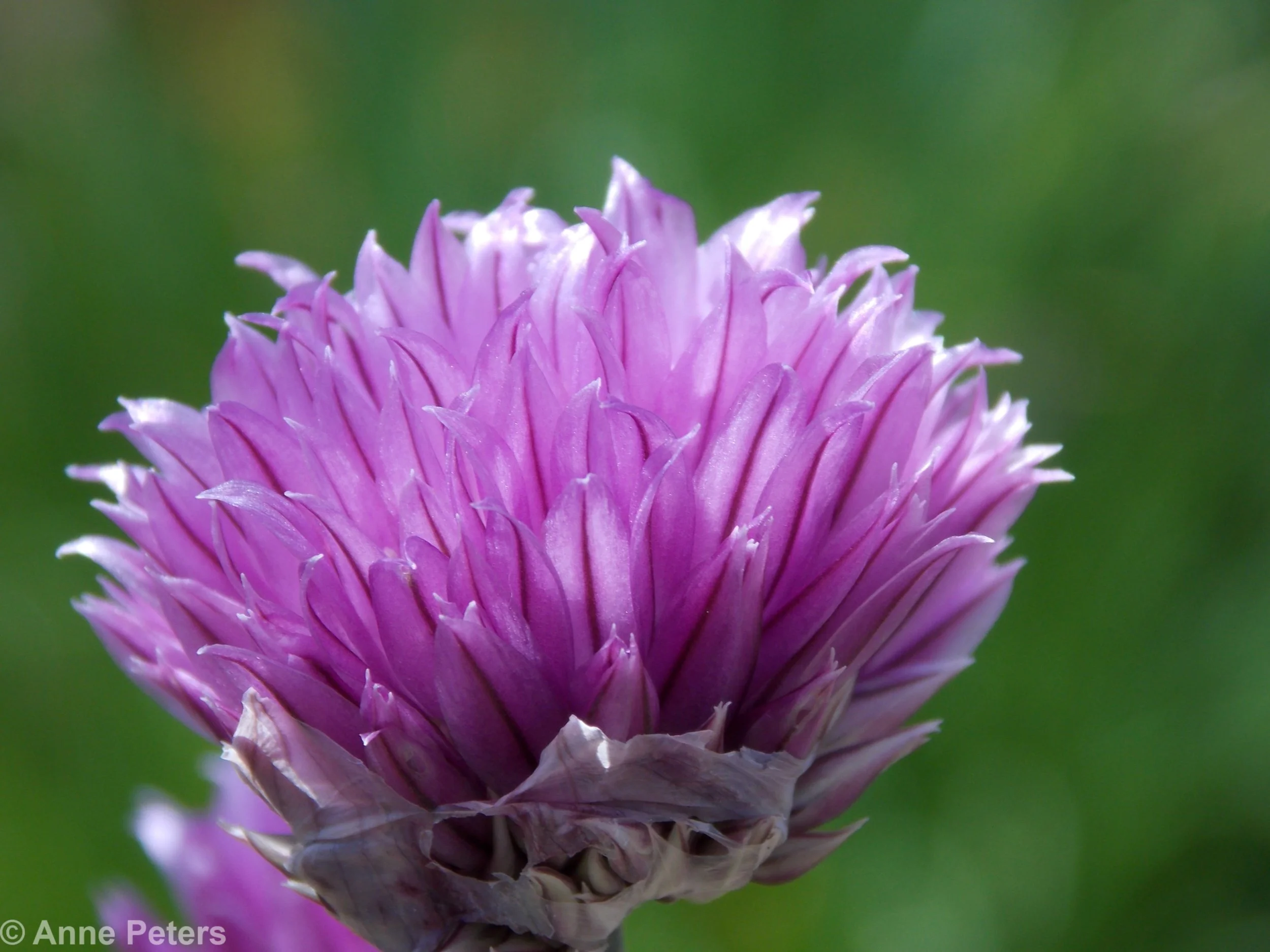 chive blossom.JPG