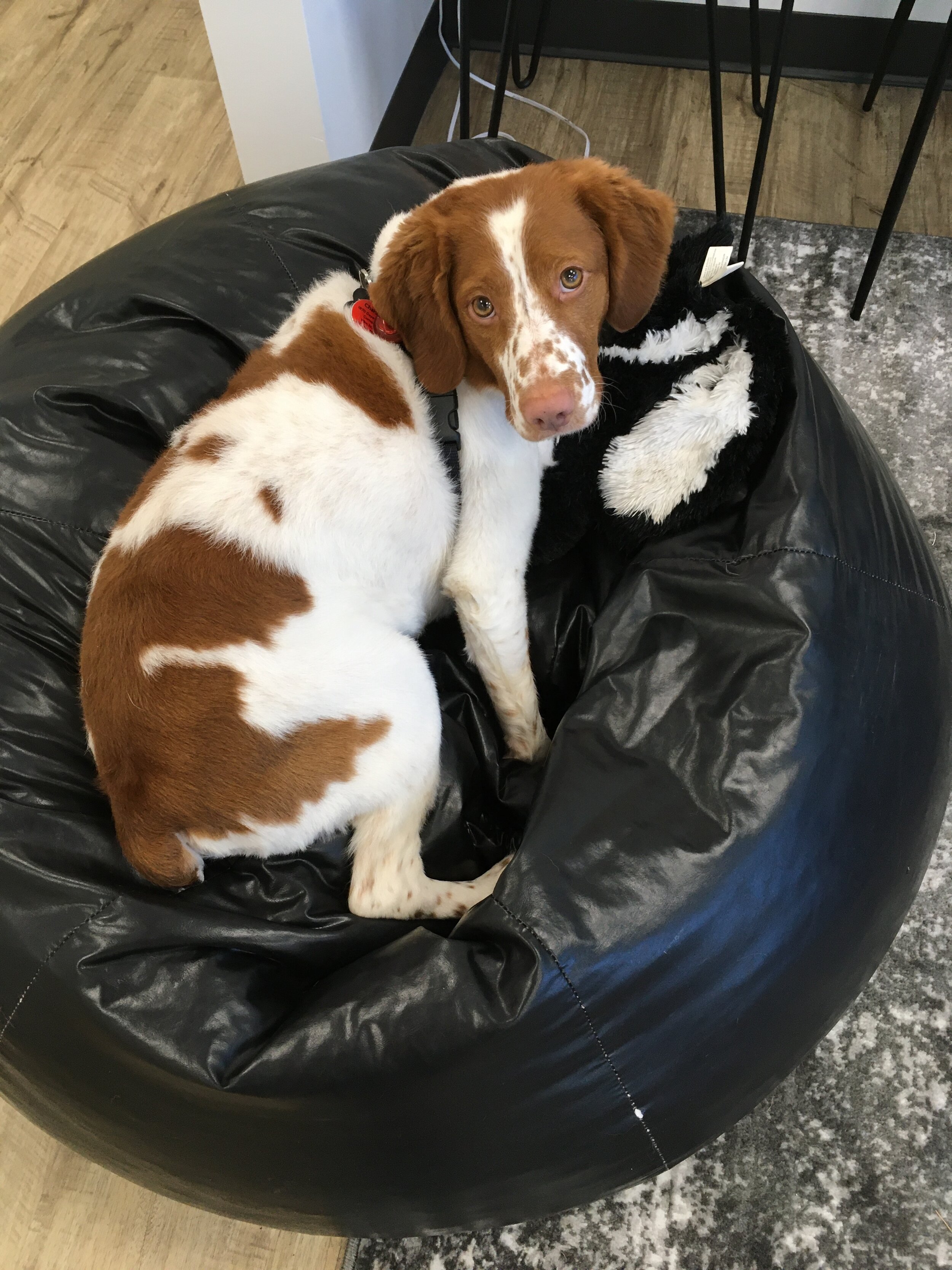 Charlie, resident service dog (Copy) (Copy) (Copy) (Copy)
