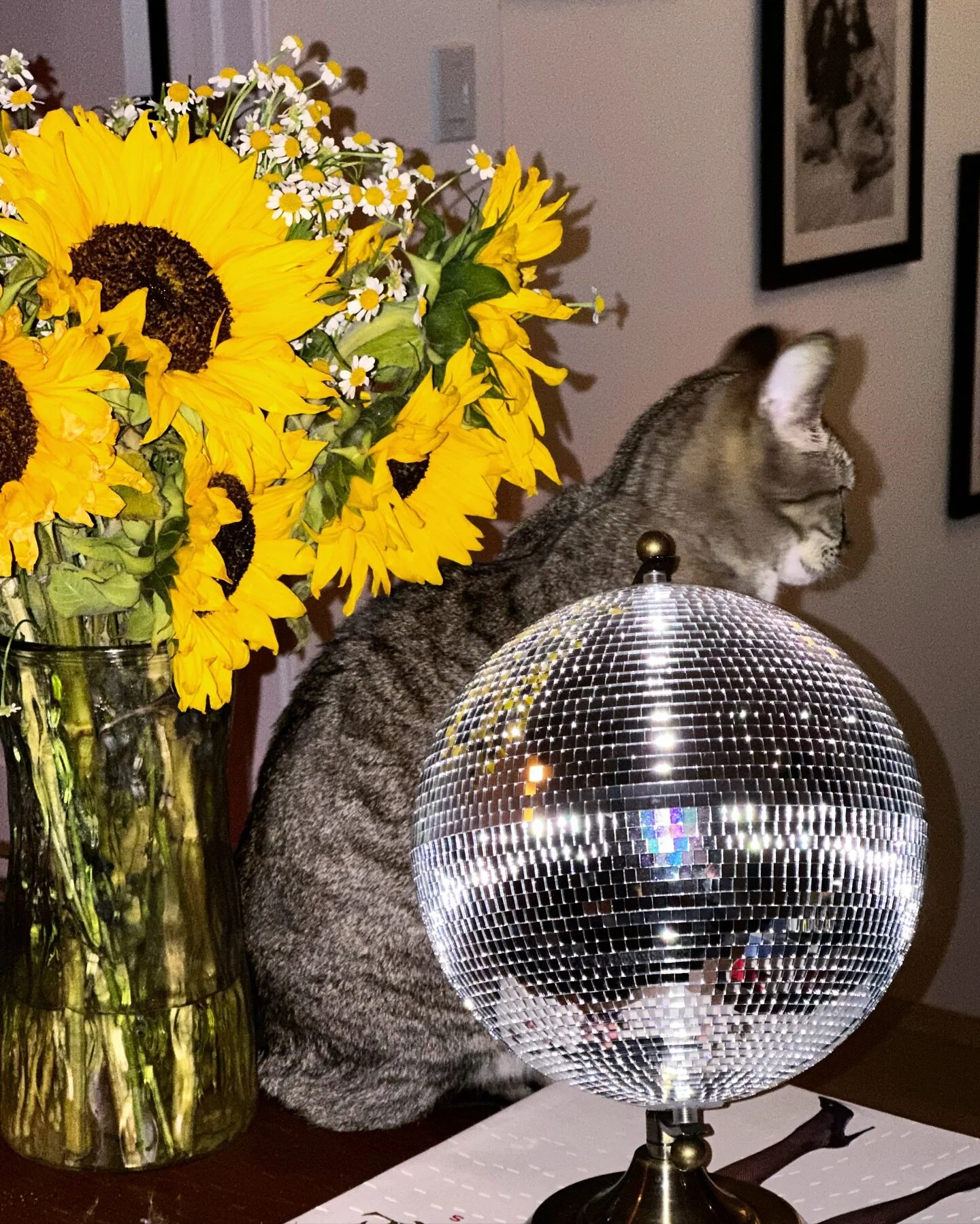 disco kitty 🪩😻