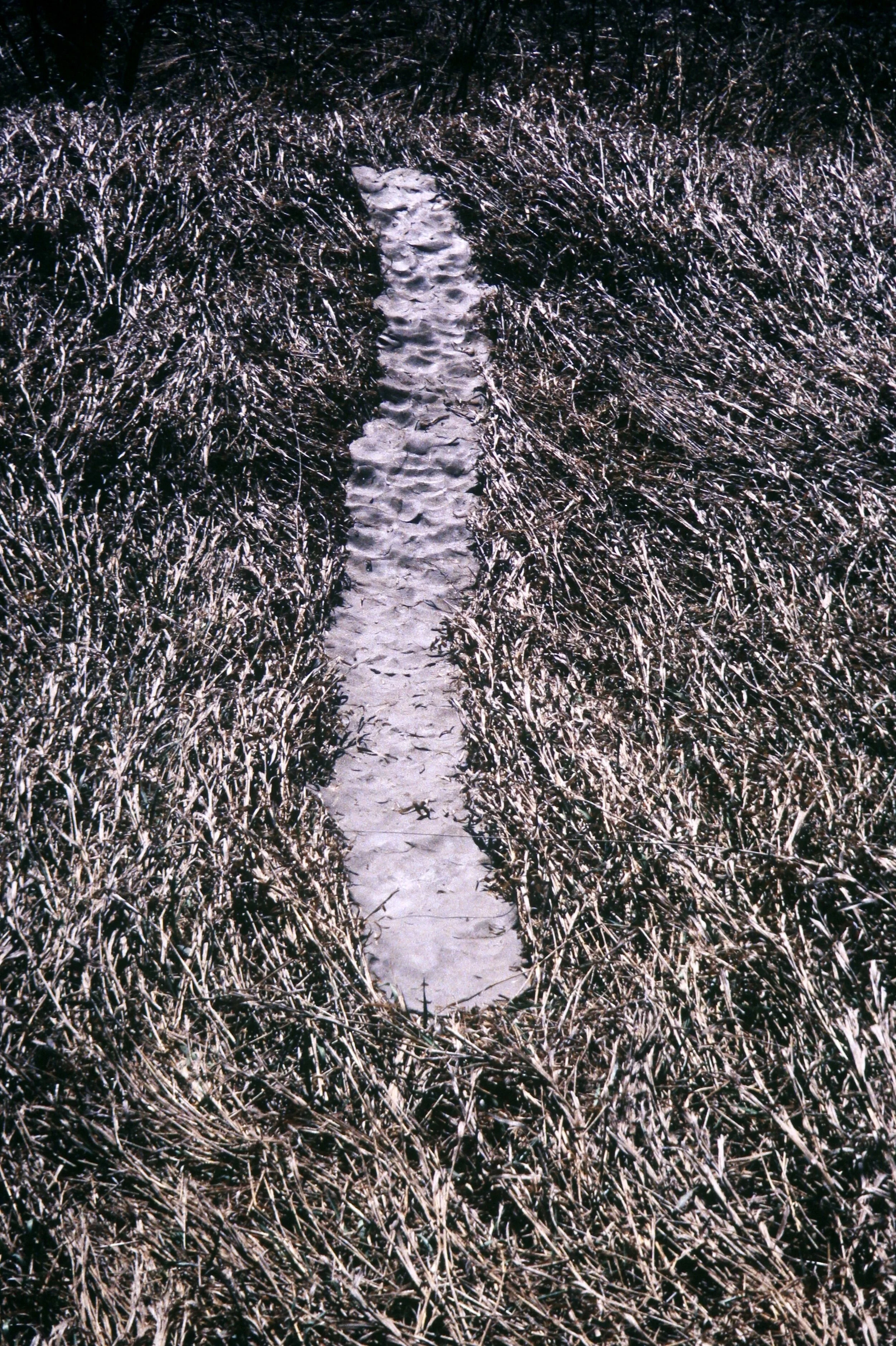 Path.JPG