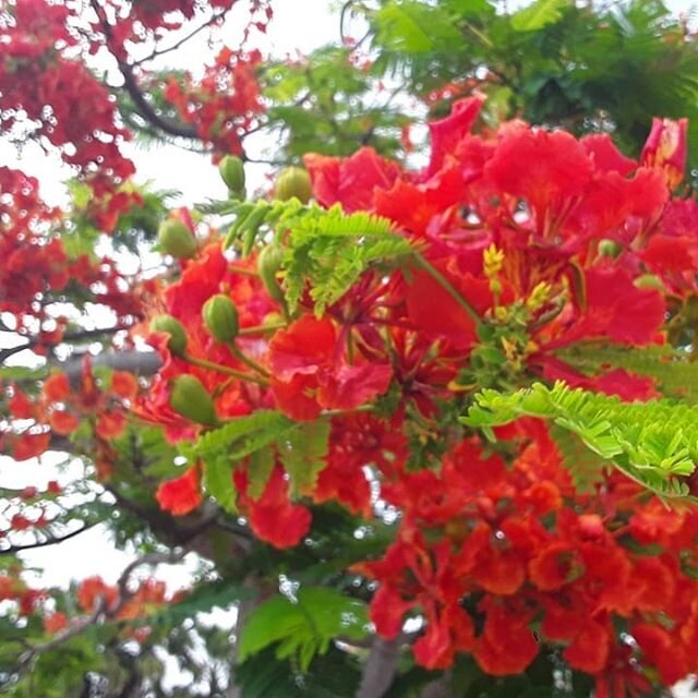 Summer love🌺 ~DN
#flamboyant #flamboyanttree #carribean #carribeansummer #myfav #summervibes #summer #comevisiusvi #stthomas #usvi #usvirginislands