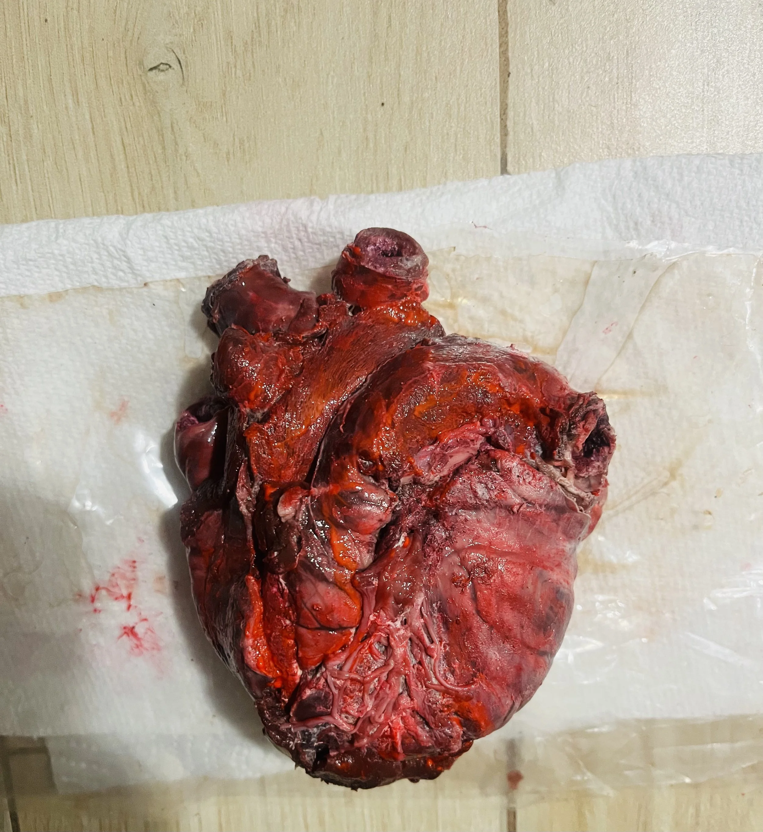 heart 1.jpg