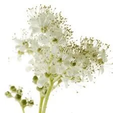 Meadowsweet.jpg