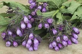 Comfrey2.jpg