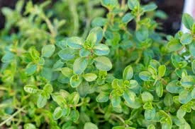 Thyme3.jpg