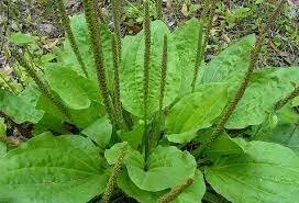 Plantain2.jpg