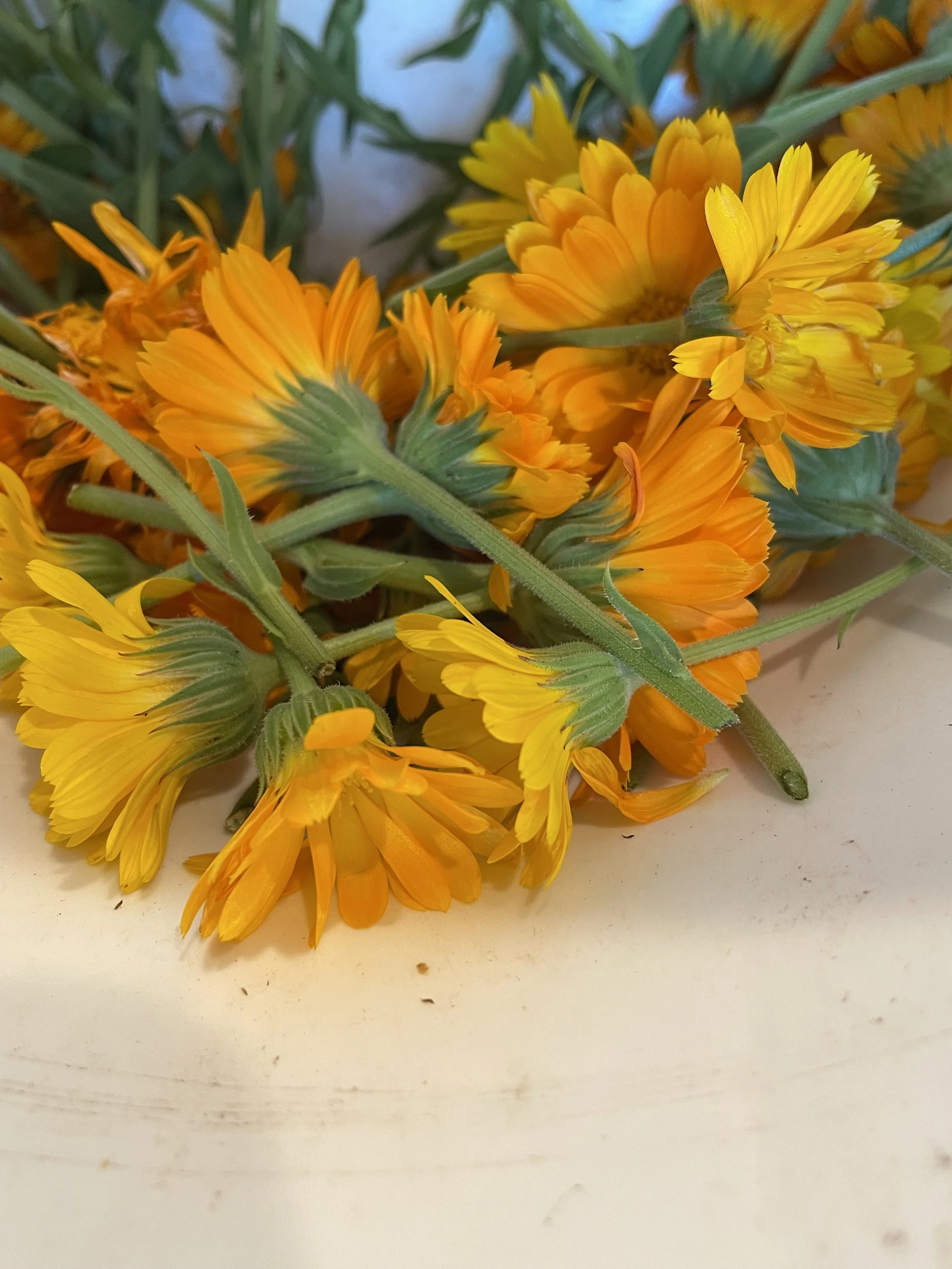 Calendula6.JPG