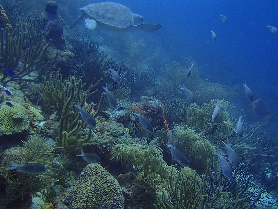 ARUBA