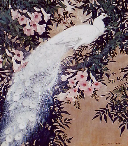 The White Peacock