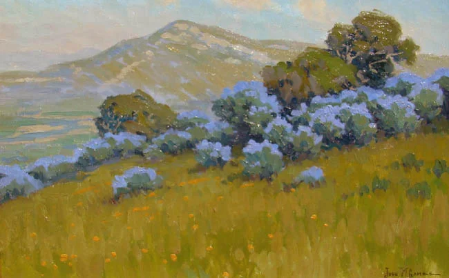 Bush Lupine