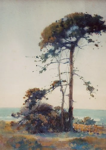 Pine Tree by the Ocean