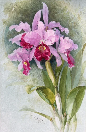 Orchids