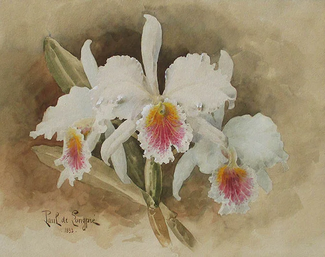 Orchids