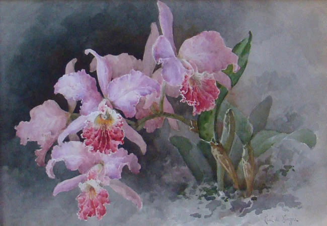 Pink Orchid