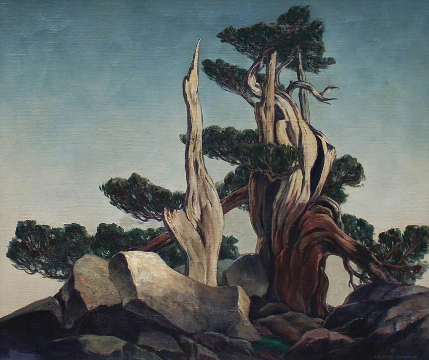 Bristlecone Pine