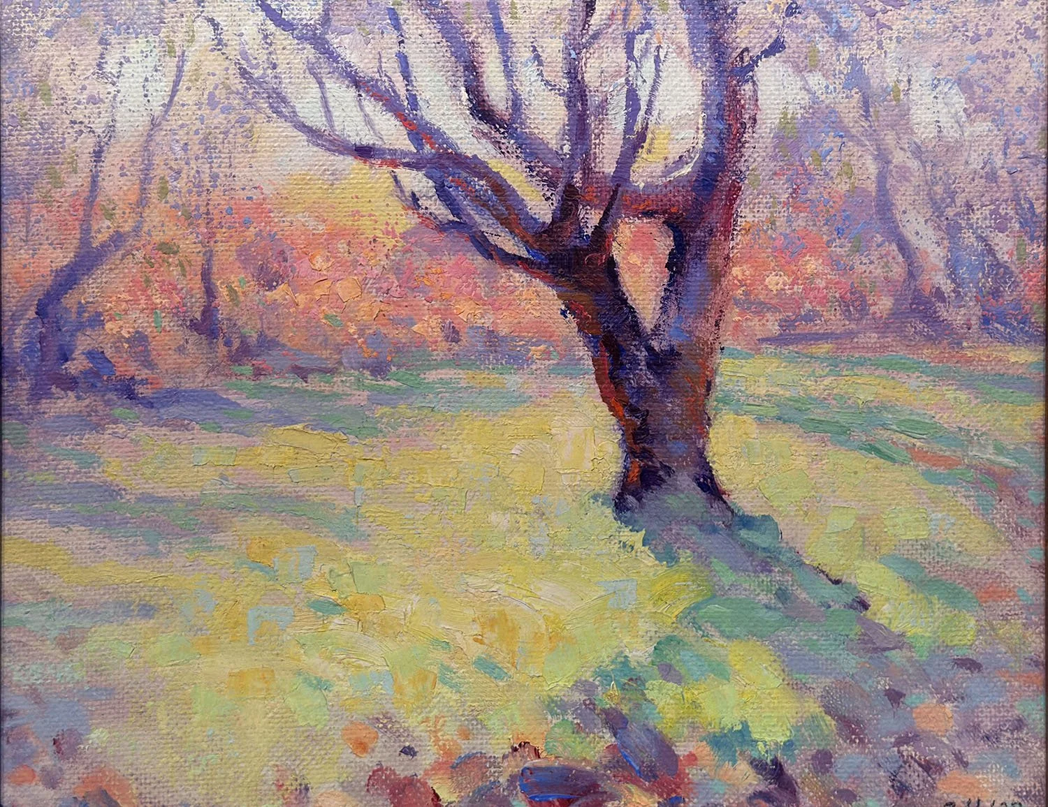Old Orchard Tree