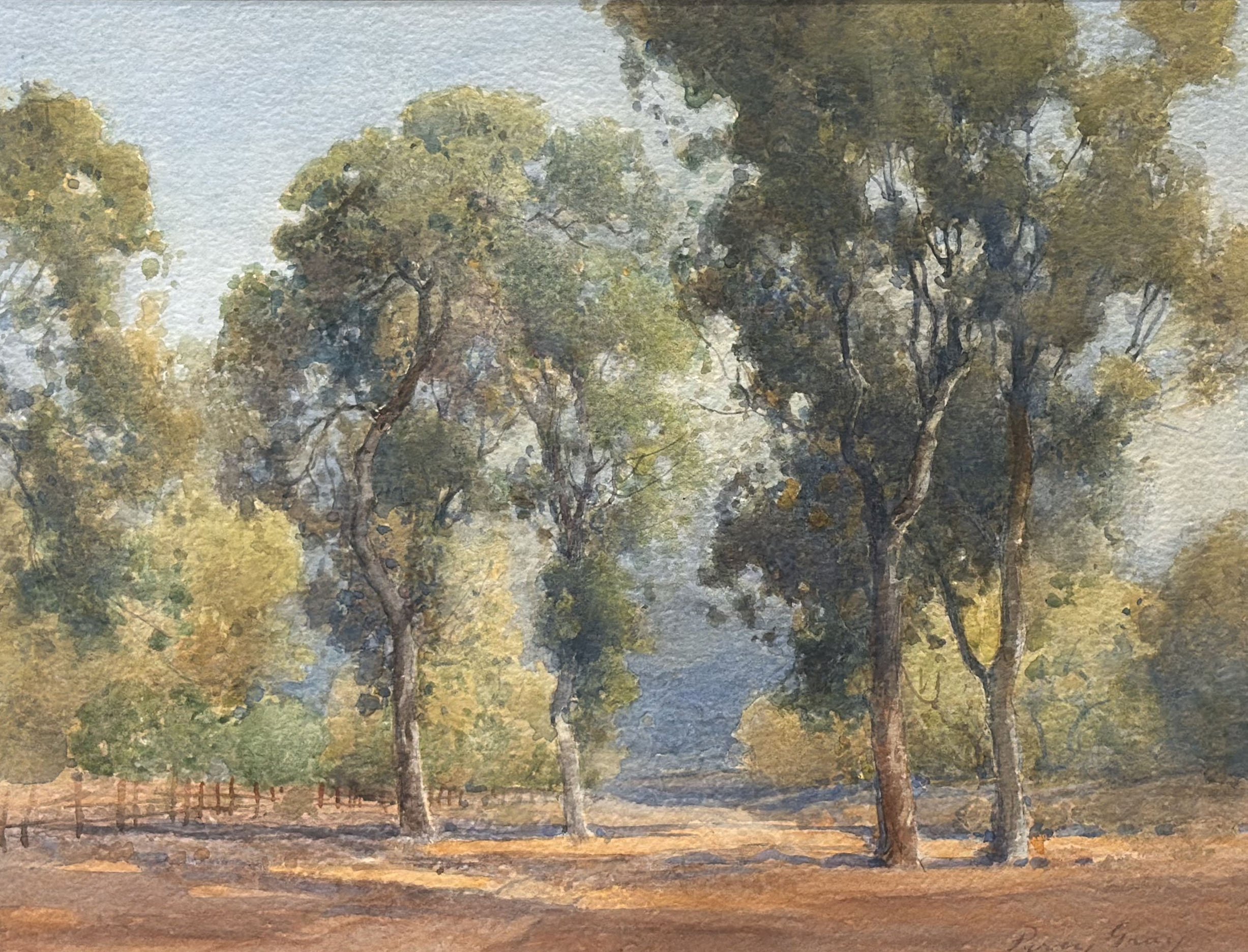 Grove of Eucalyptus Trees