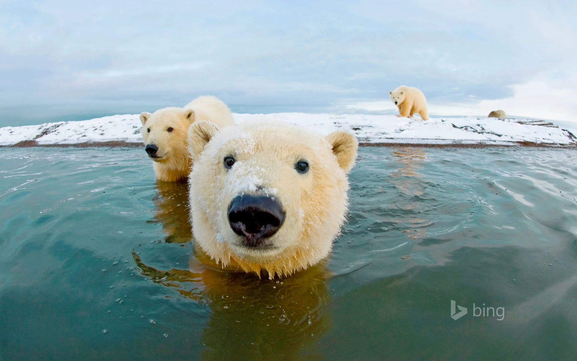 BernardSpitPolarBear_1920x1200.jpg
