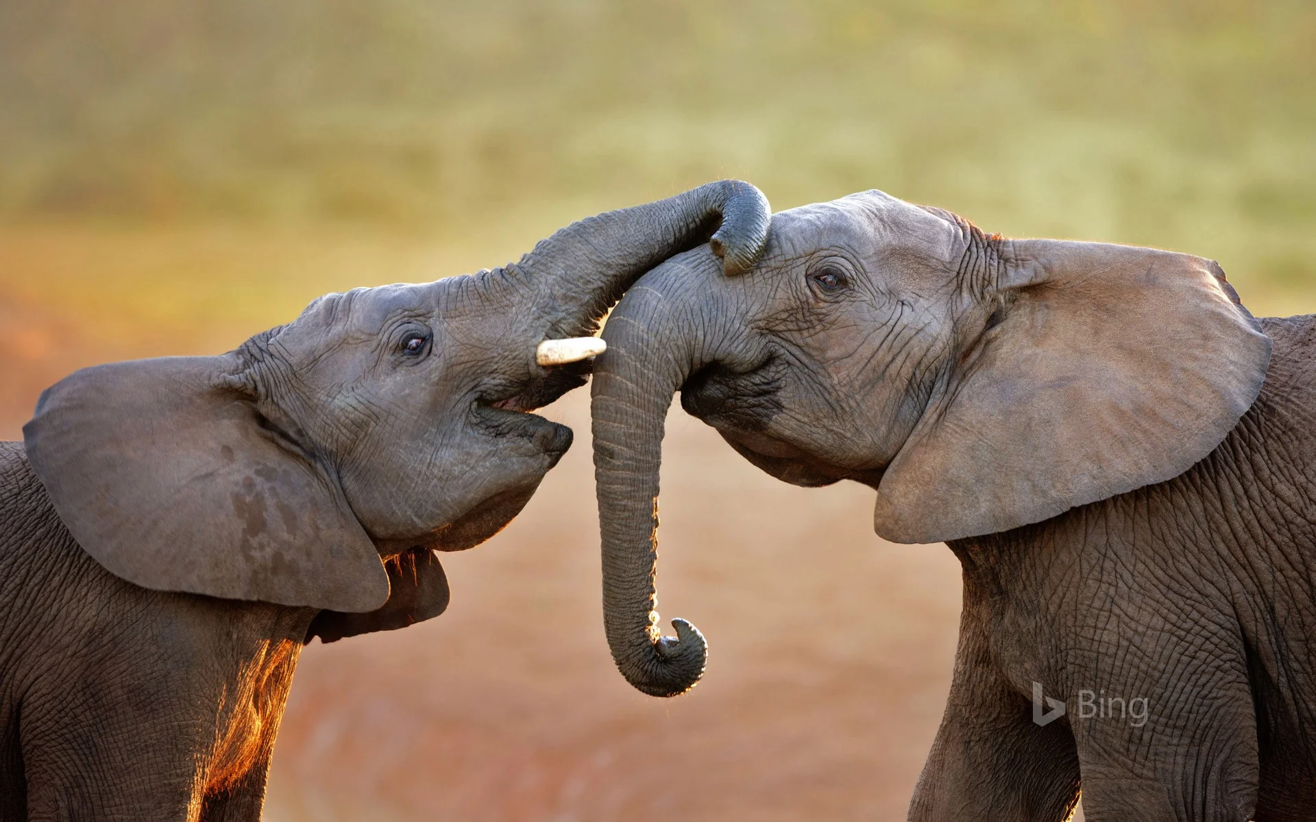 AddoElephants_EN-US13305434742_1920x1200.jpg