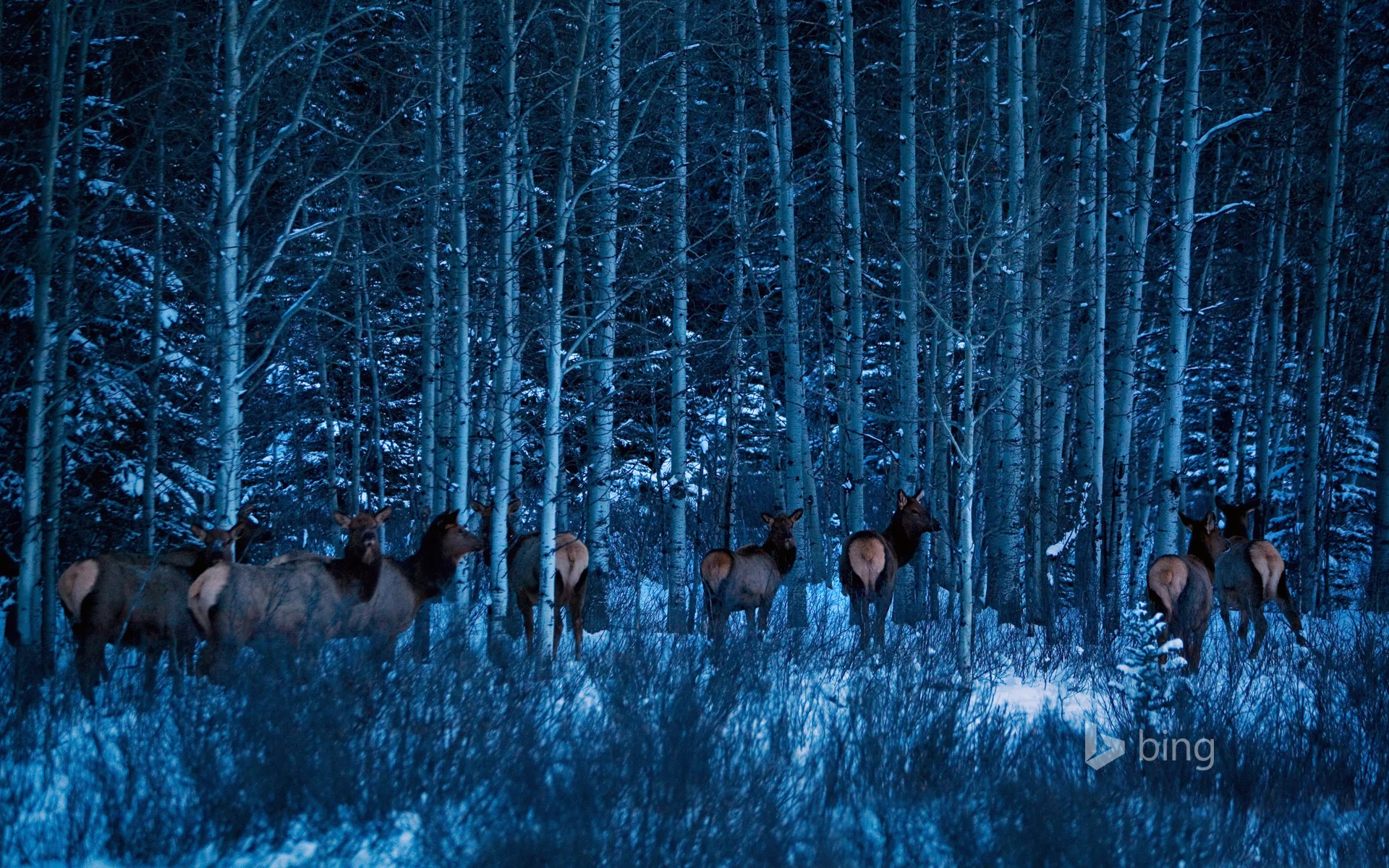 BanffElk_EN-US14611362653_1920x1200.jpg