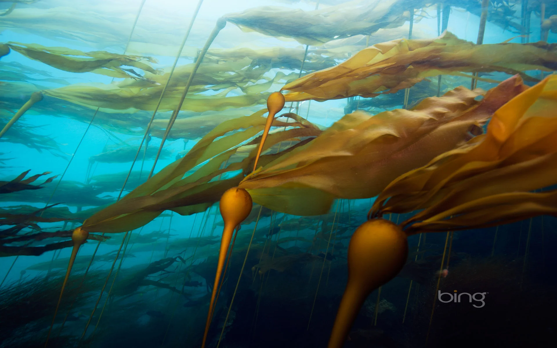 BullKelp.jpg