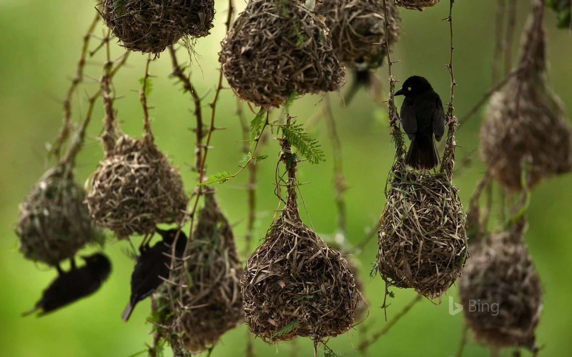 AfricaWeaverbirds_EN-US9680293413_1920x1200.jpg