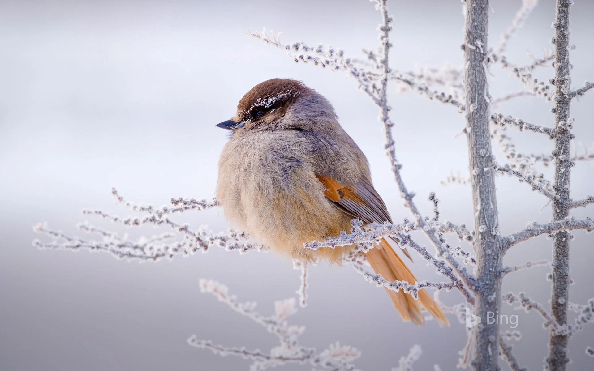 BingWallpaper-2017-12-10.jpg