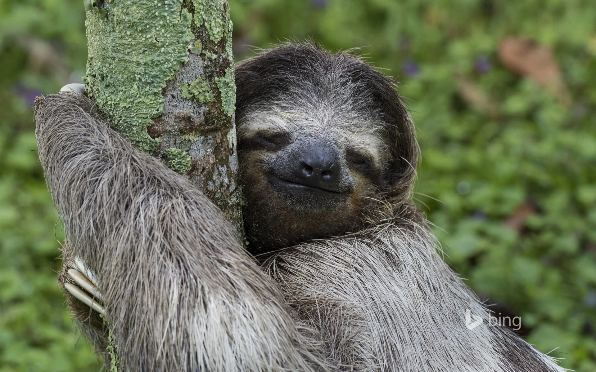 ThreeToeSloth_EN-US14950365128_1920x1200.jpg