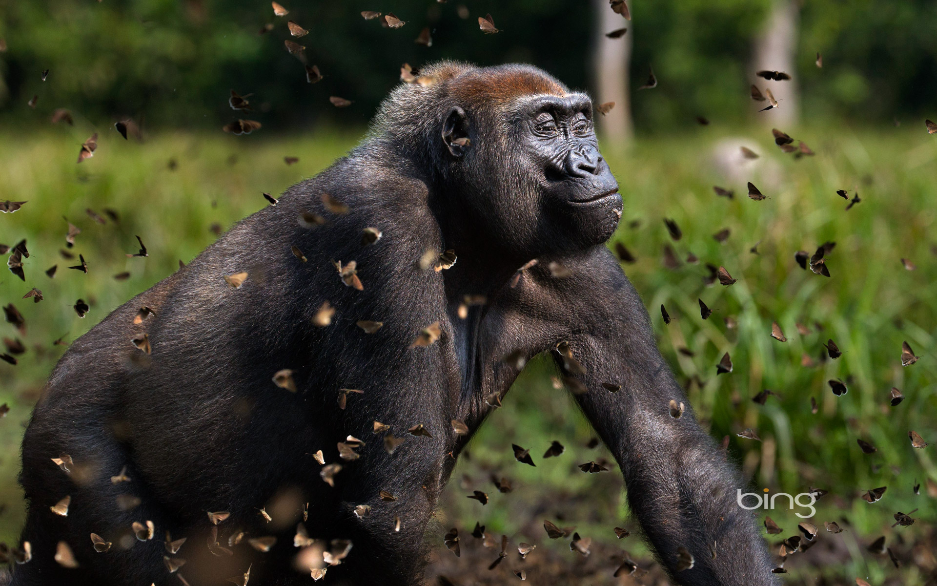 WesternLowlandGorilla_1920x1200.jpg