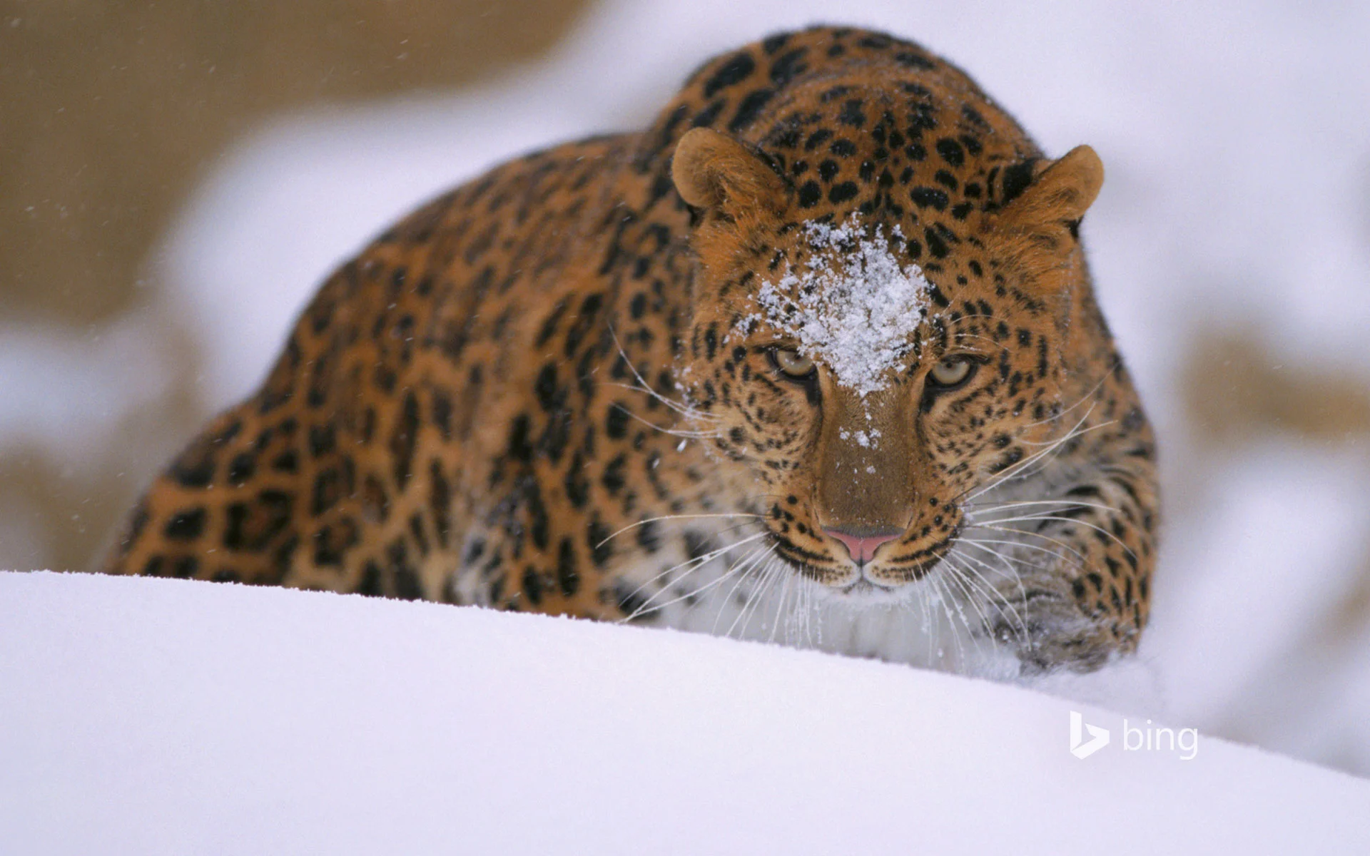 AmurLeopard_1920x1200.jpg