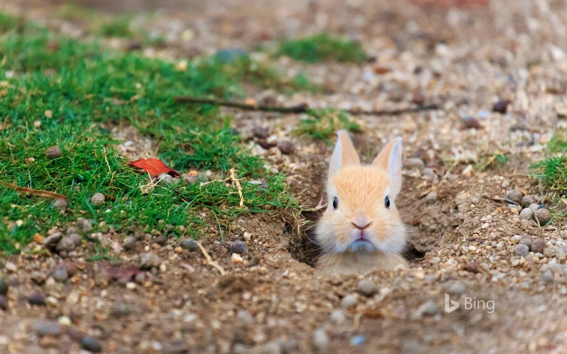 RabbitIsland_EN-US10146837863_1920x1200.jpg