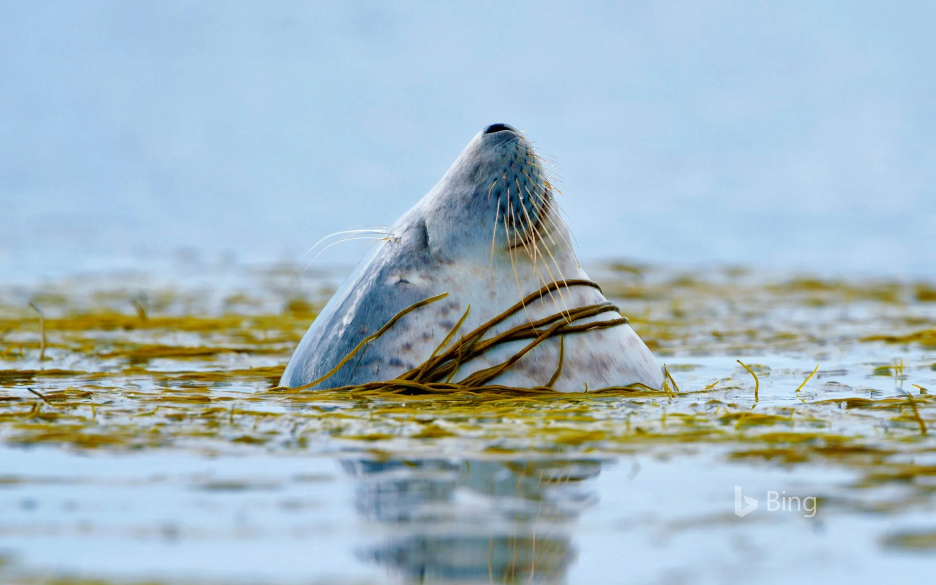 ScotlandHarbourSeal_EN-US14050174296_1920x1200.jpg