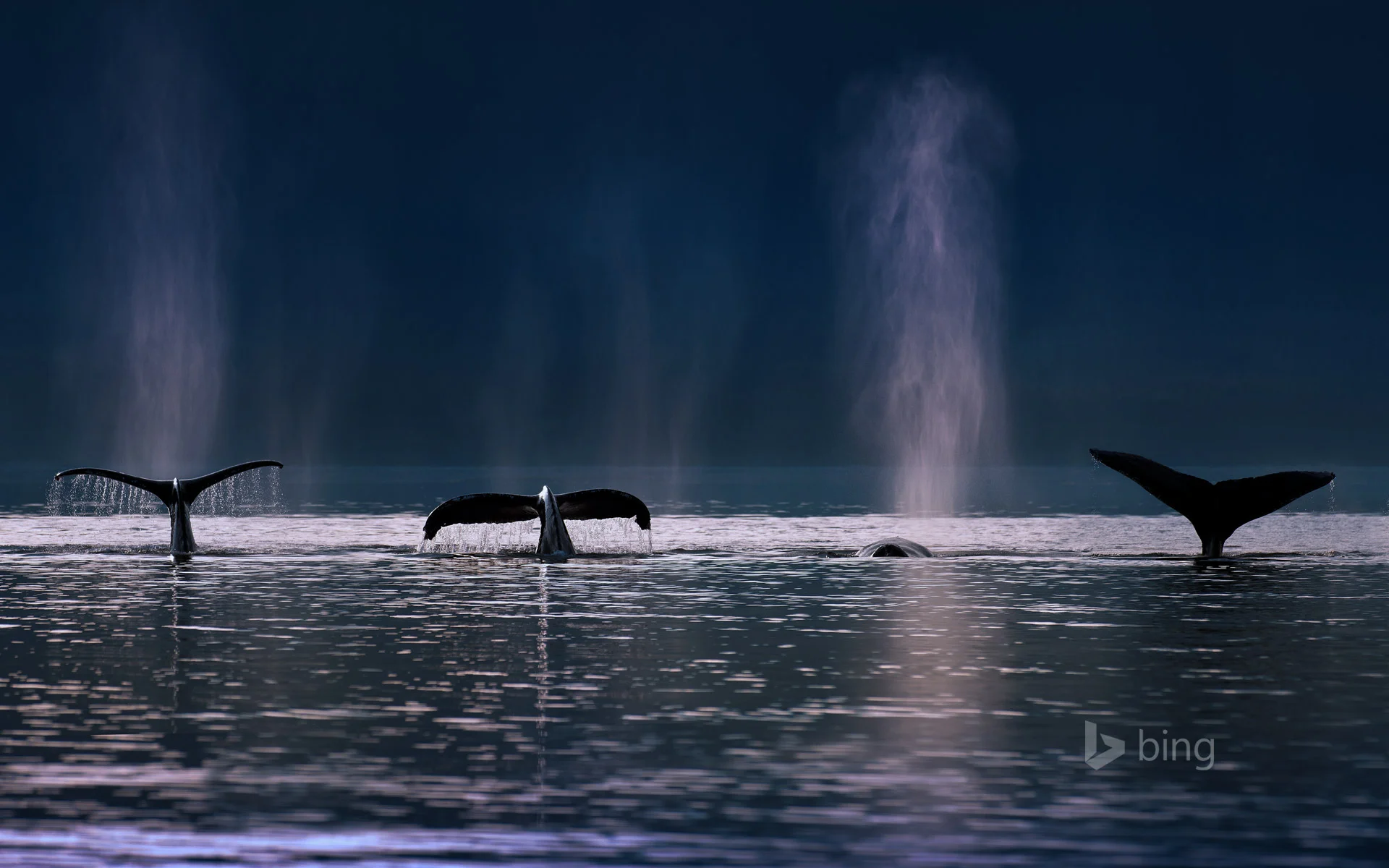 WhaleSounds_EN-US9362088236_1920x1200.jpg
