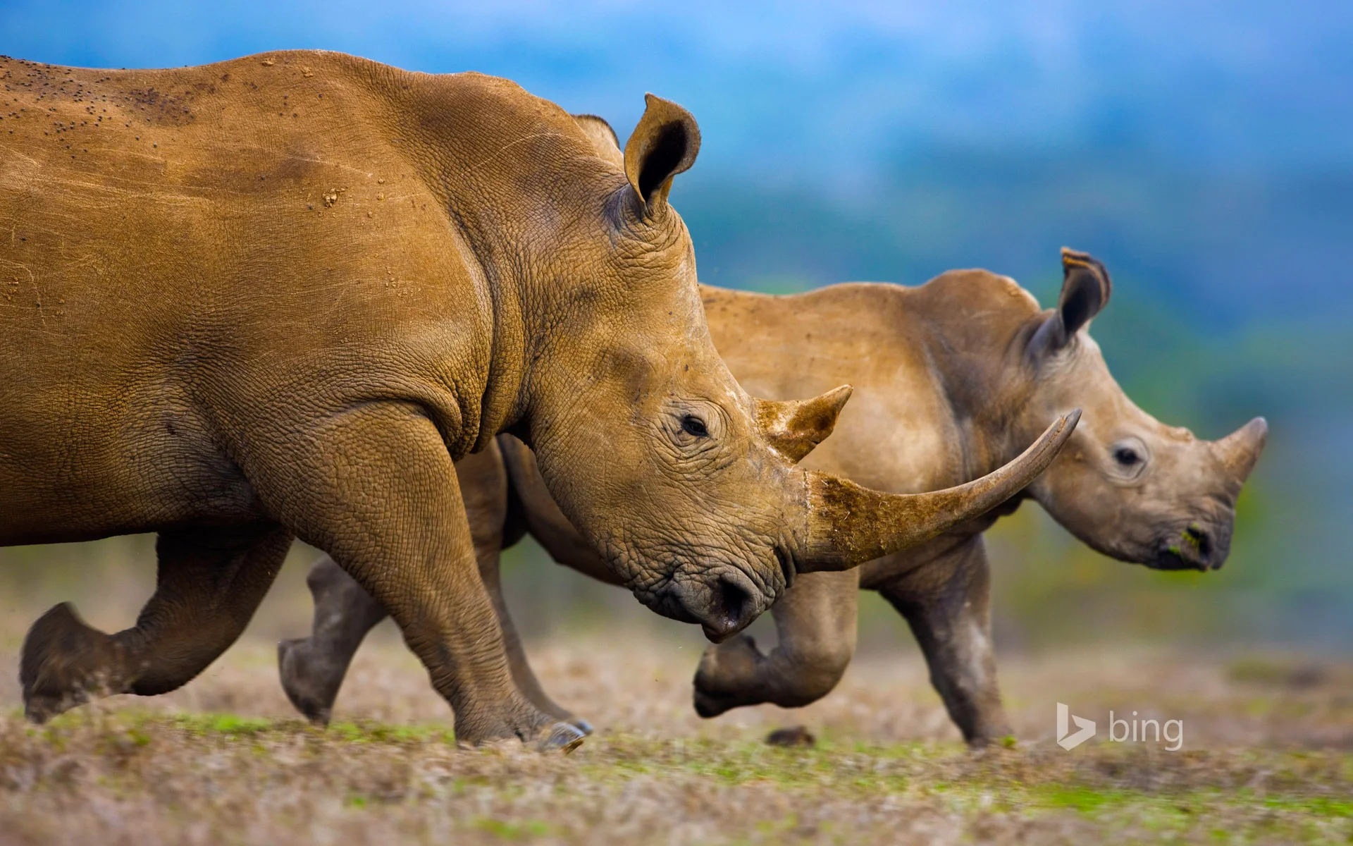WhiteRhinos_EN-US9565203297_1920x1200.jpg