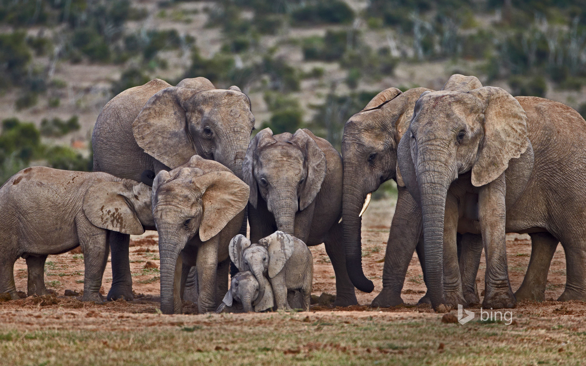 WorldElephantDay_EN-US12280718193_1920x1200.jpg