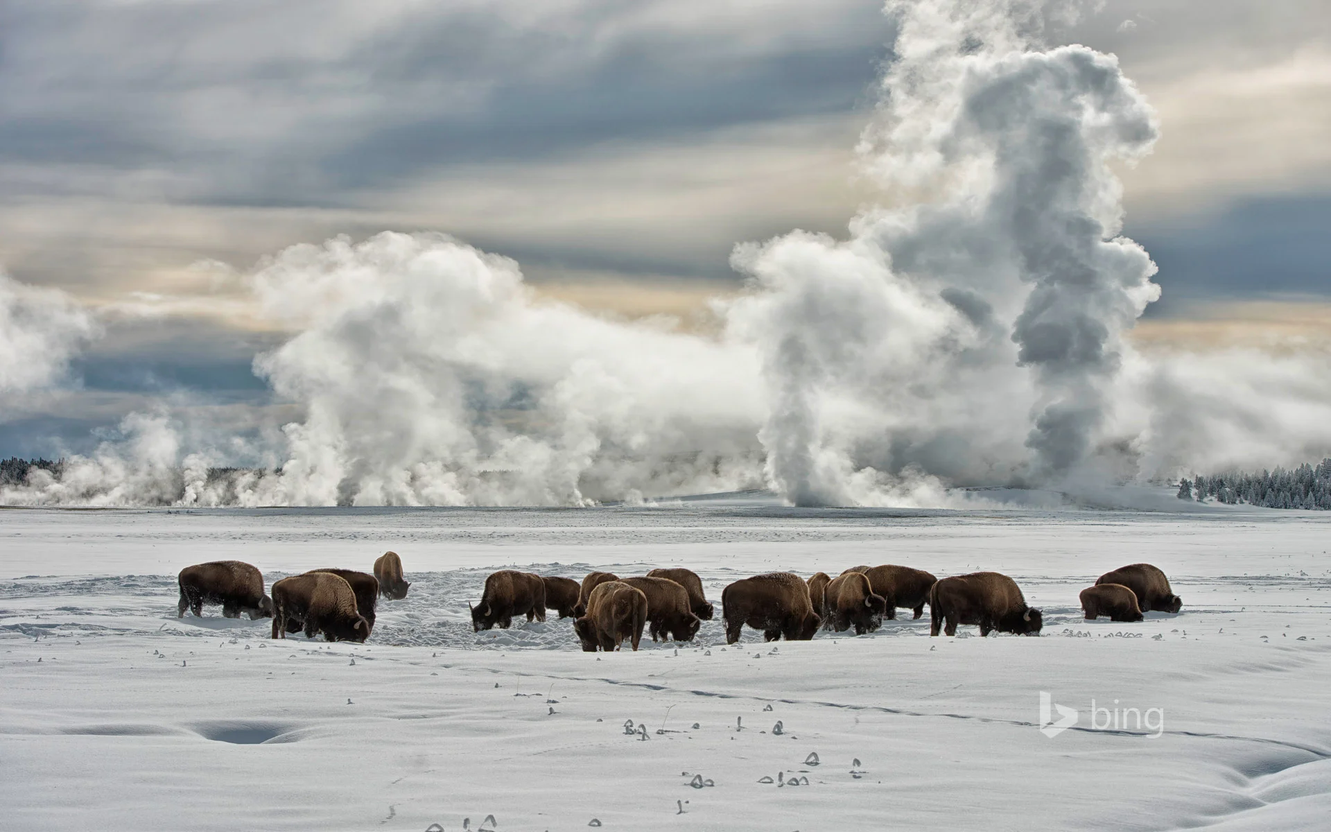 YellowstoneNPBuffalo_1920x1200.jpg