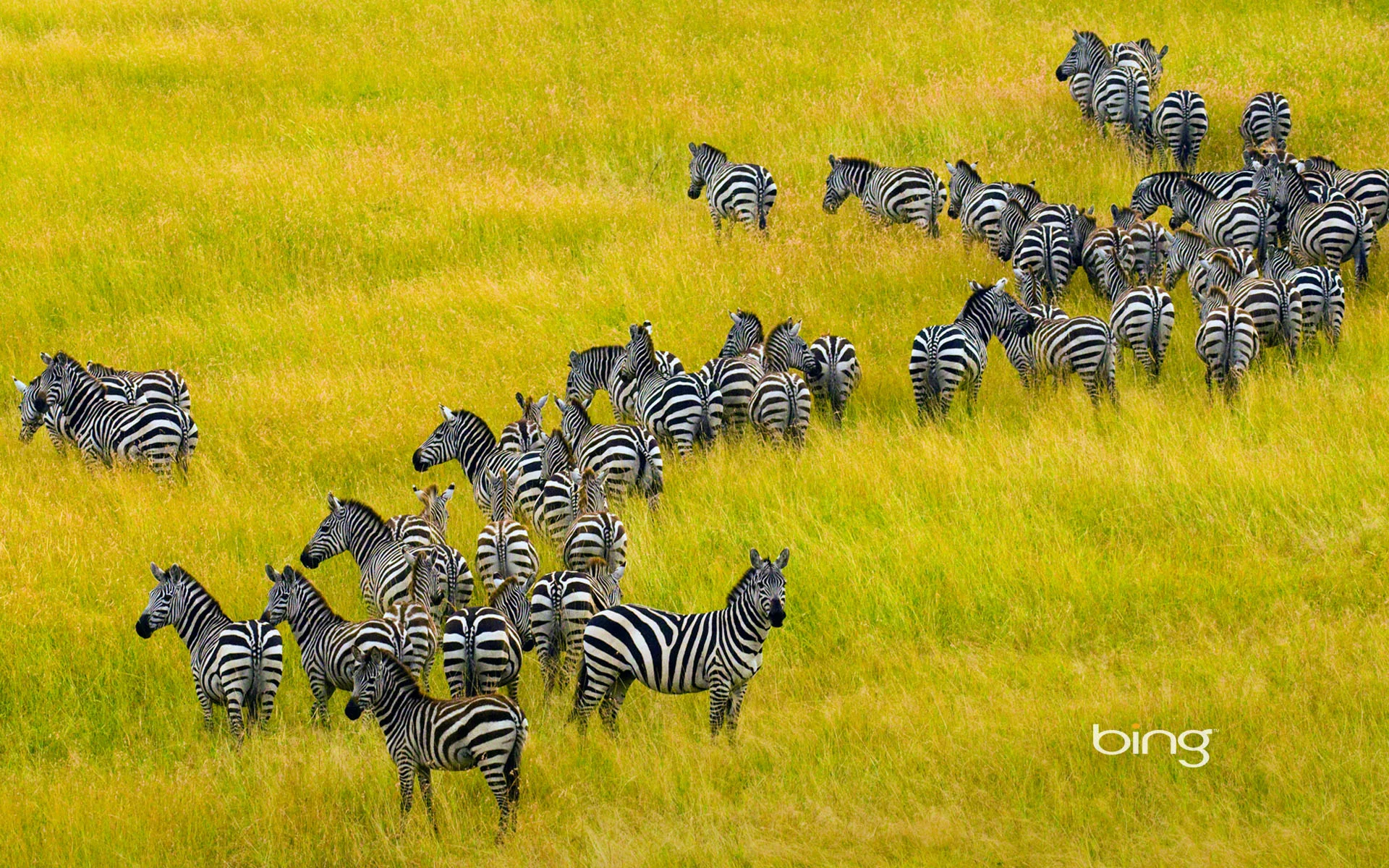 ZebraHerd_1920x1200.jpg