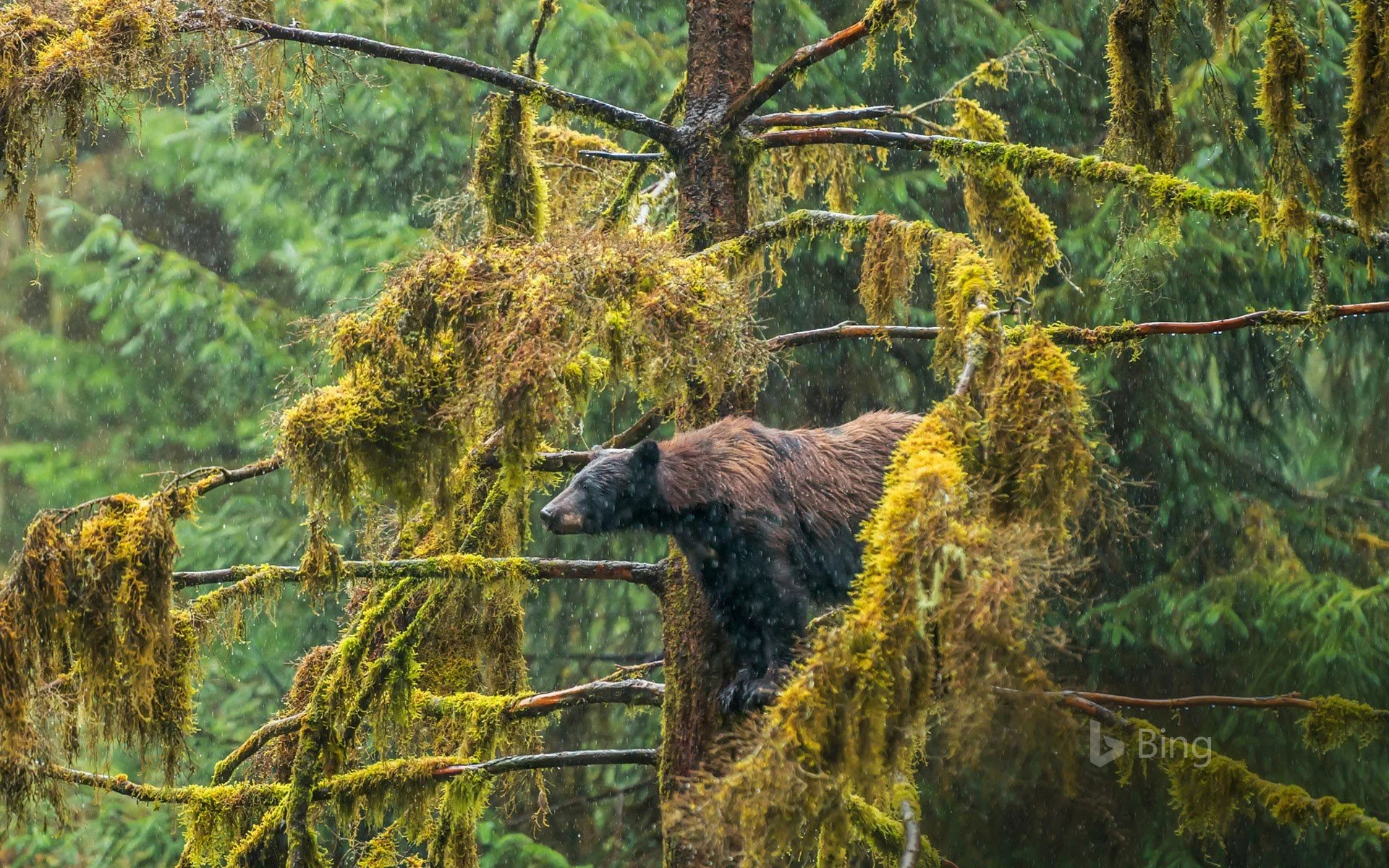 An adult black bear in the Tongass National Forest of Alaska - Copy.jpg