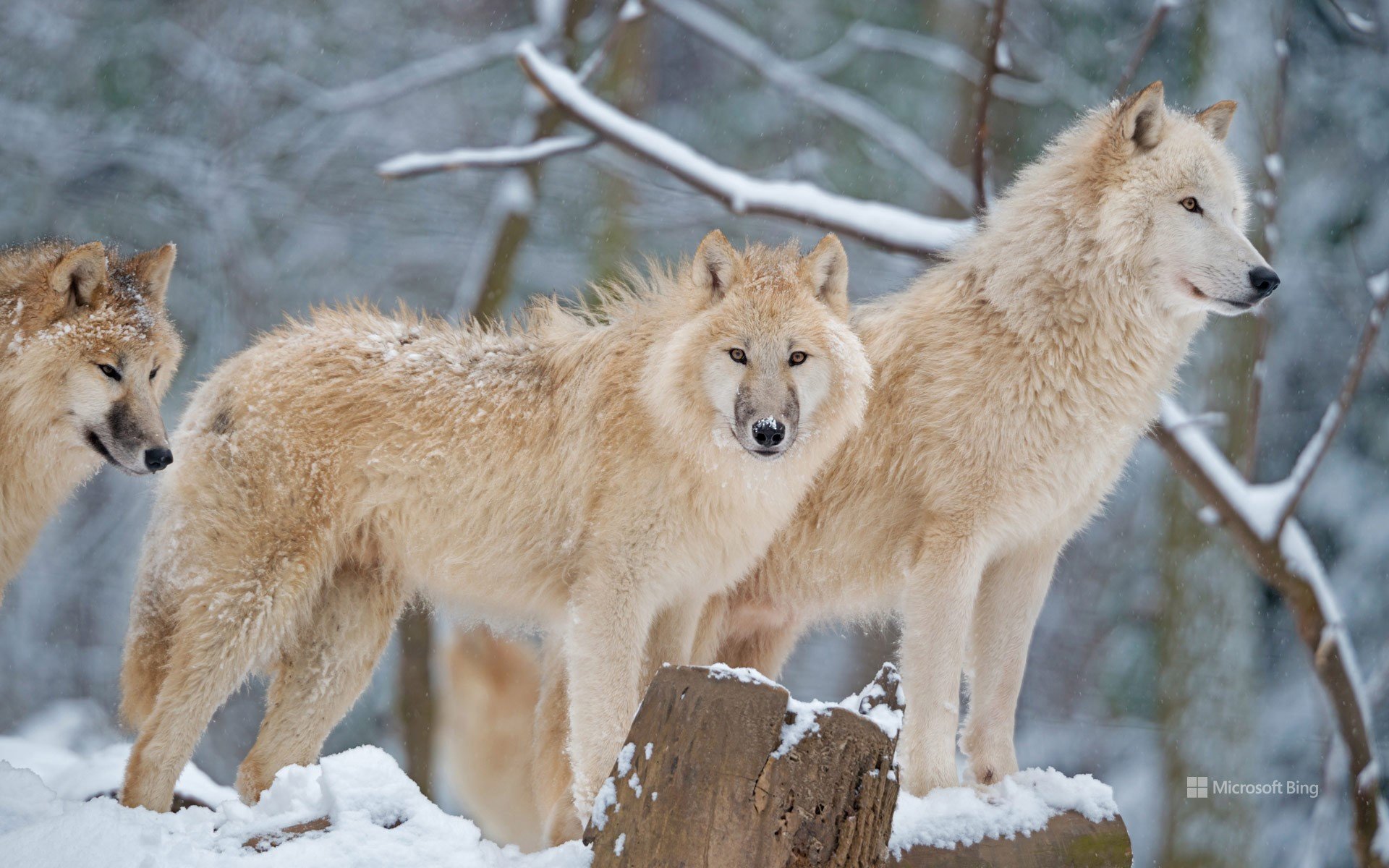 Arctic_Wolves.jpg