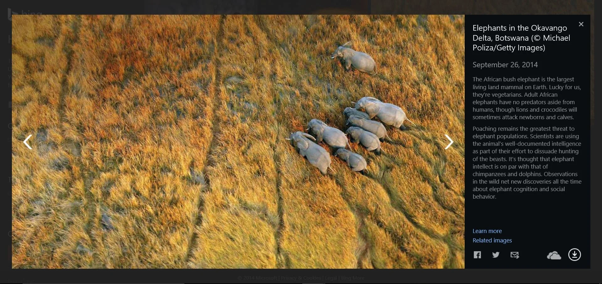 ElephantsOkavangoBotswana.JPG