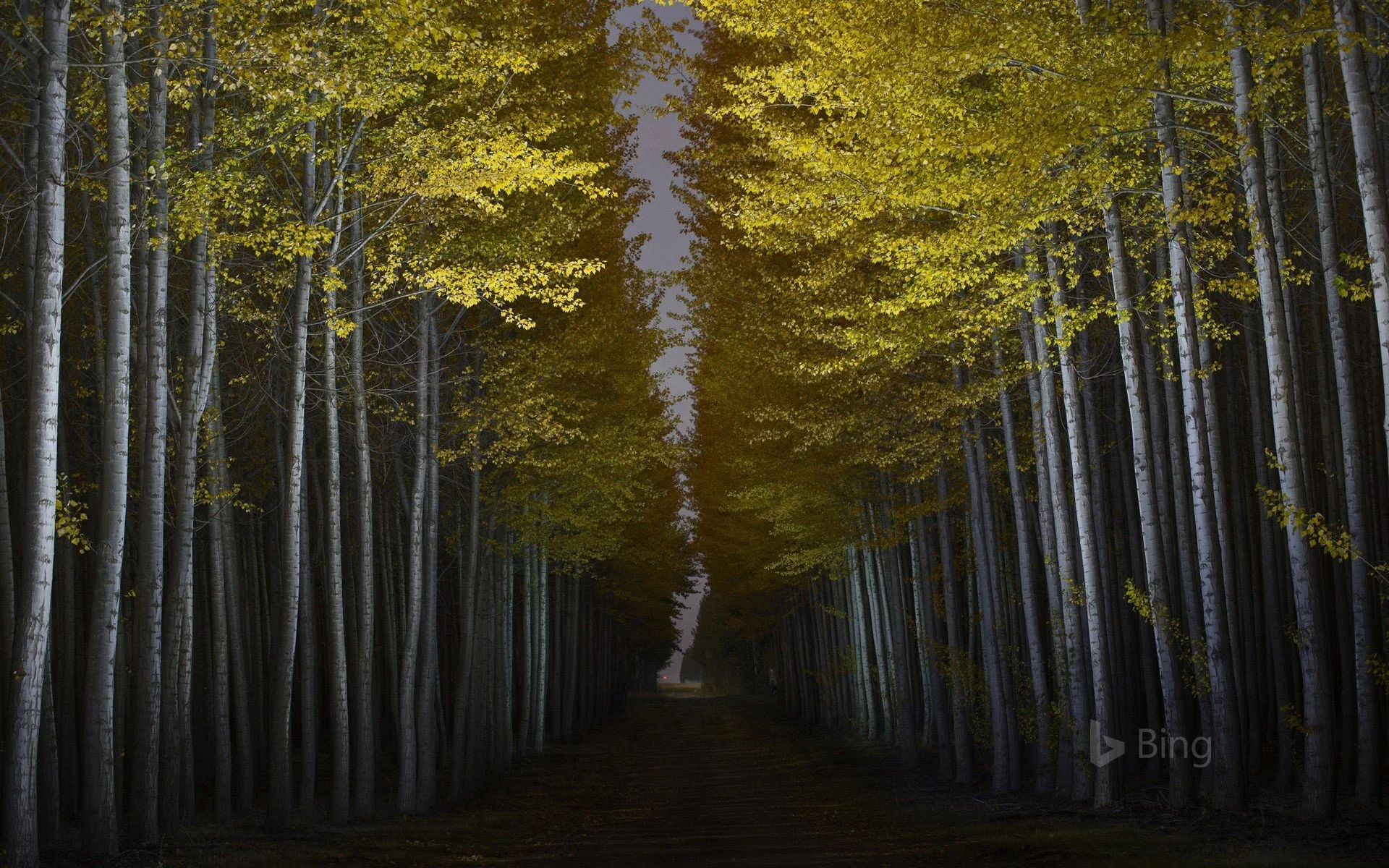 Boardman Tree Farm in Boardman, Oregon - Copy.jpg